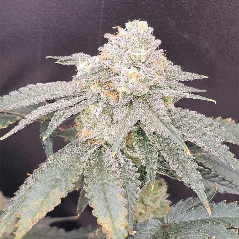 Karma Genetics GenZi cannabis plant image 1