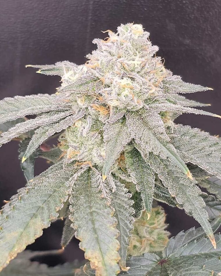 Karma Genetics GenZi cannabis plant image 1