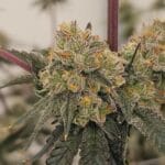 Karma Genetics GenZi cannabis plant image 2