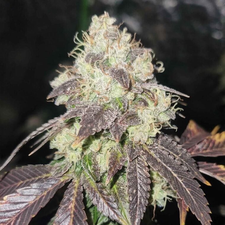 Karma Genetics Gold Juice cannabis plant image 1