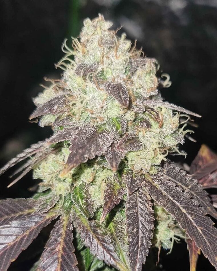 Karma Genetics Gold Juice cannabis plant image 1