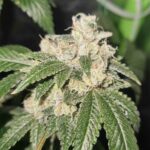 Karma Genetics Gold Juice cannabis plant image 2