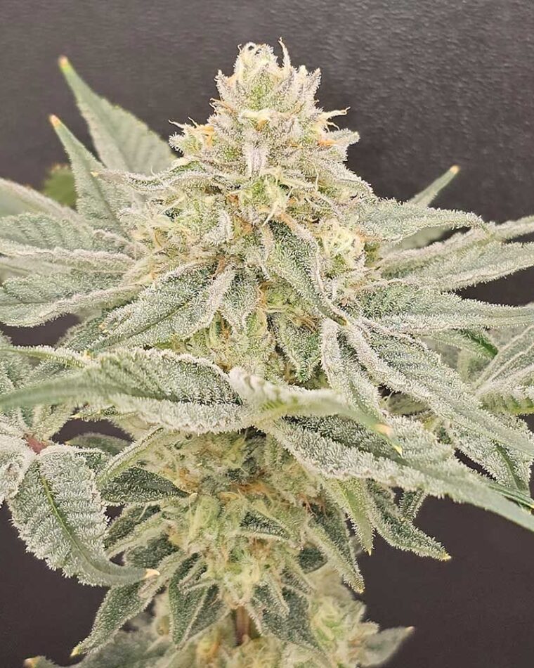 Karma Genetics LemonZi cannabis plant image 1