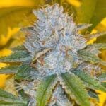 Karma Genetics Midnight Rumble LTD cannabis plant image 1