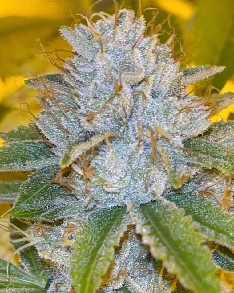 Karma Genetics Midnight Rumble LTD cannabis plant image 1