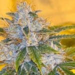 Karma Genetics Midnight Rumble LTD cannabis plant image 2
