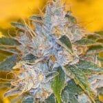 Karma Genetics Midnight Rumble LTD cannabis plant image 3