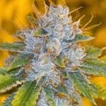 Karma Genetics Midnight Rumble LTD cannabis plant image 4