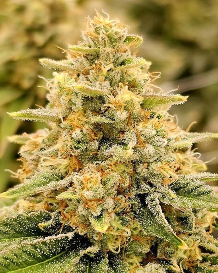 Karma Genetics Nectar cannabis plant image 1