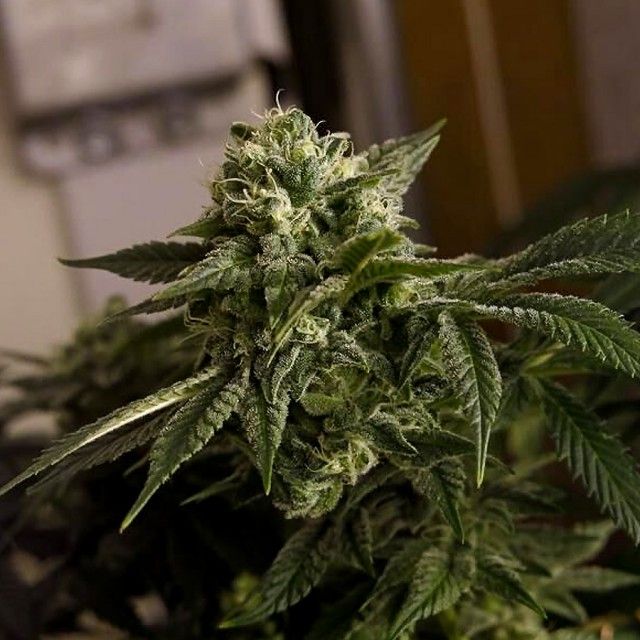 Karma Genetics O.D.B cannabis plant image 1