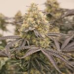 Karma Genetics Orange Milano cannabis plant image 1