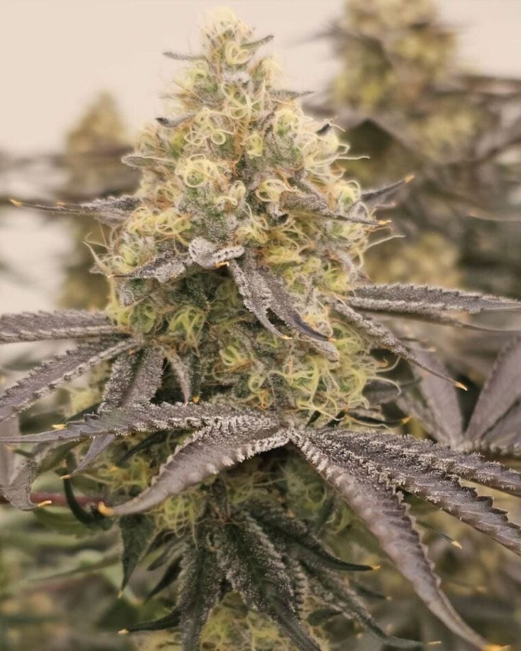Karma Genetics Orange Milano cannabis plant image 1