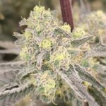 Karma Genetics Orange Milano cannabis plant image 2