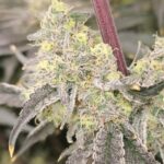 Karma Genetics Orange Milano cannabis plant image 3