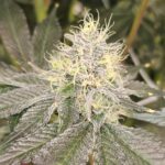 Karma Genetics Orange Milano cannabis plant image 4