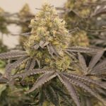 Karma Genetics Orange Milano cannabis plant image 5