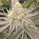 Karma Genetics Orange Milano cannabis plant image 6