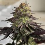 Karma Genetics Orange Milano cannabis plant image 7