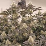 Karma Genetics Orange Milano cannabis plant image 8