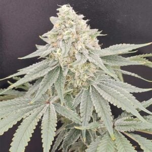 Karma Genetics Payazi LTD cannabis plant image 1