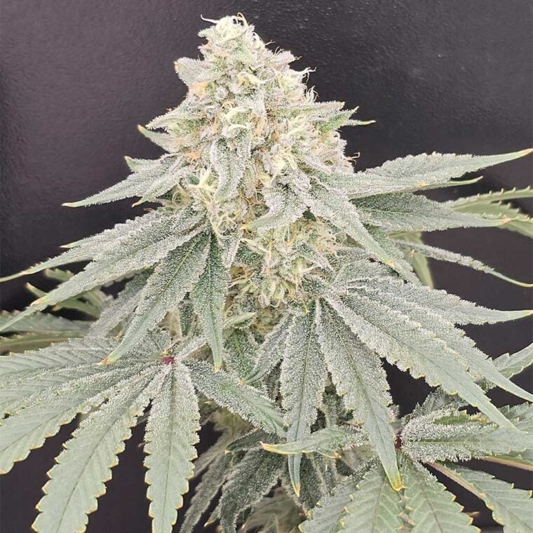 Karma Genetics Payazi LTD cannabis plant image 1