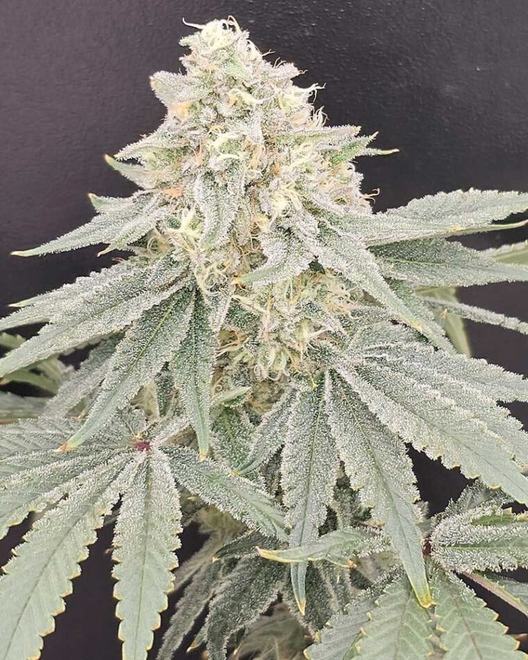 Karma Genetics Payazi LTD cannabis plant image 1