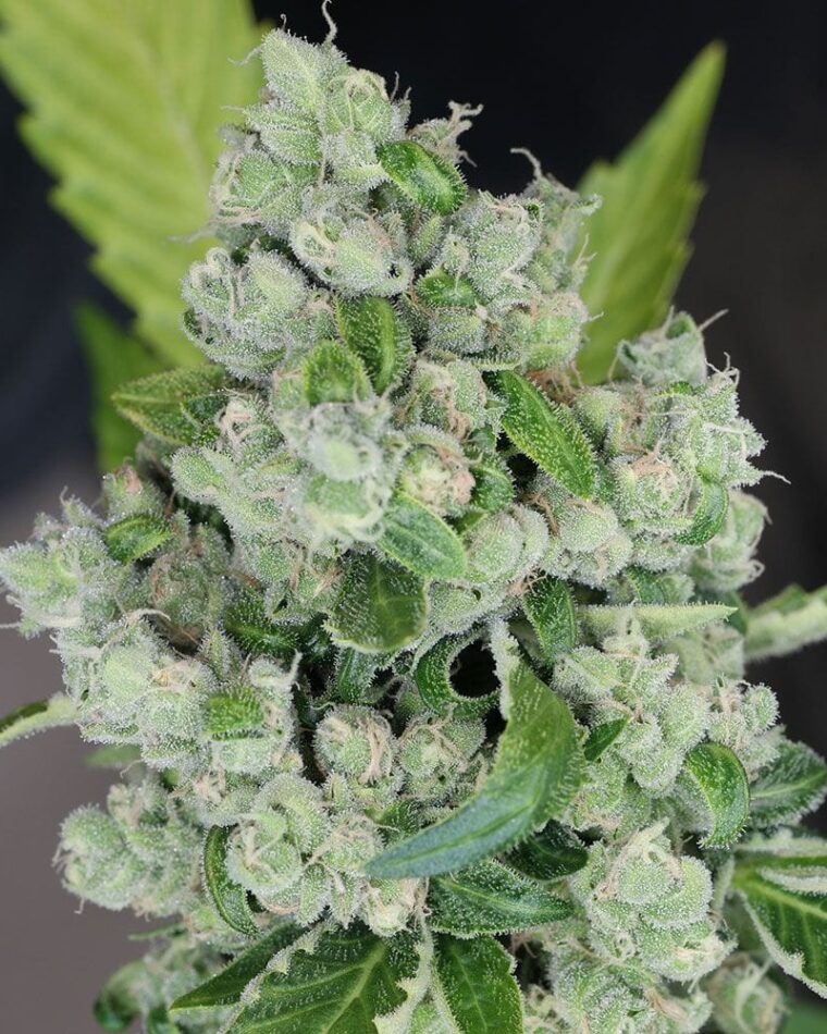 Karma Genetics Sour Diesel Bx2 cannabis plant image 1