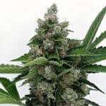 Karma Genetics Sour Diesel Bx2 cannabis plant image 2