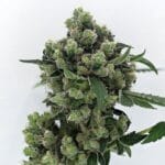 Karma Genetics Sour Diesel Bx2 cannabis plant image 3