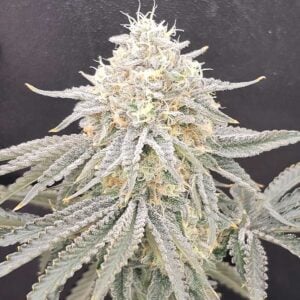 Karma Genetics Zirop LTD cannabis plant image 1