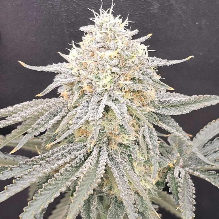 Karma Genetics Zirop LTD cannabis plant image 1