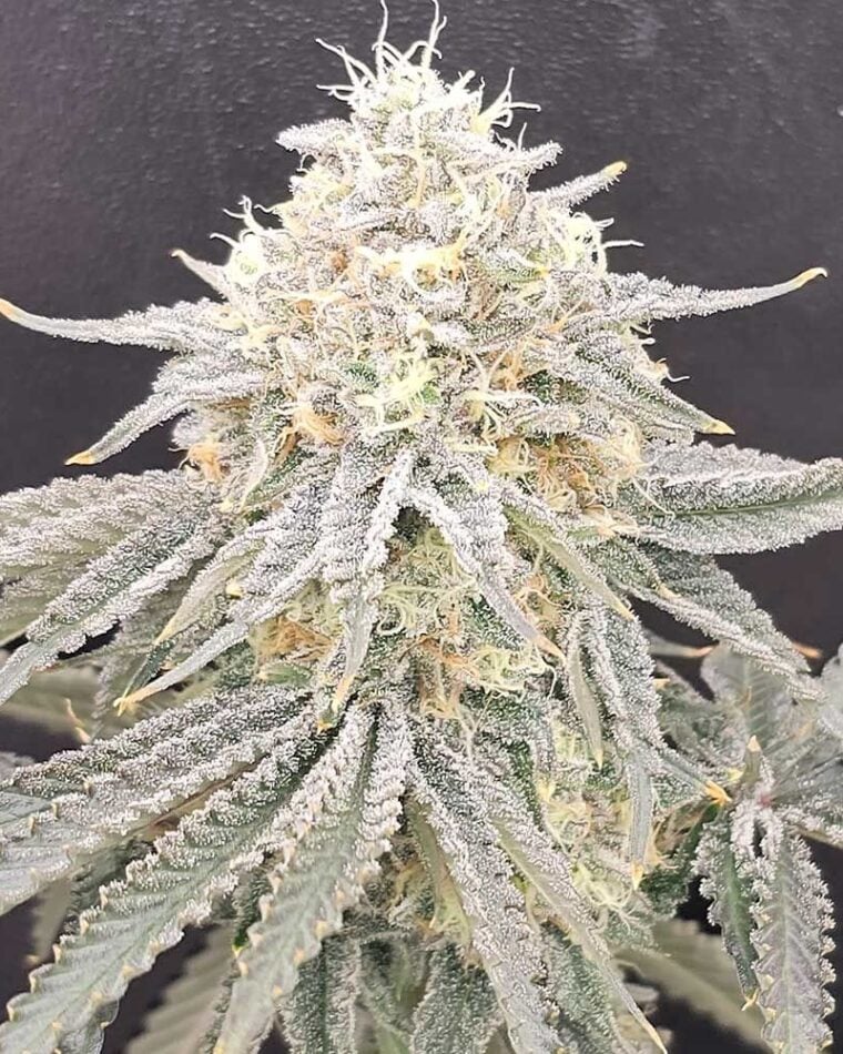 Karma Genetics Zirop LTD cannabis plant image 1