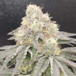 Karma Genetics Zizi Blue cannabis plant image 1