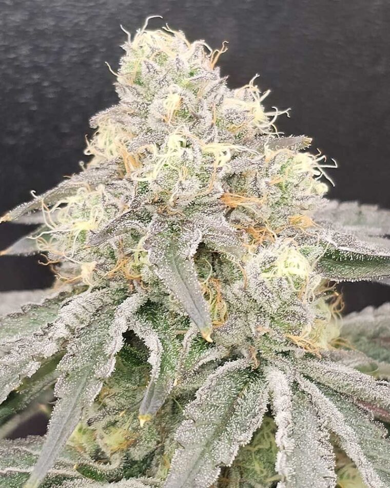 Karma Genetics Zizi Blue cannabis plant image 1