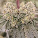 Karma Genetics Zizi Blue cannabis plant image 2