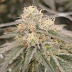 Karma Genetics Zizi Blue cannabis plant image 3