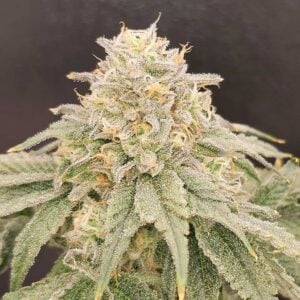 Karma Genetics ZiZi V3.0 cannabis plant image 1