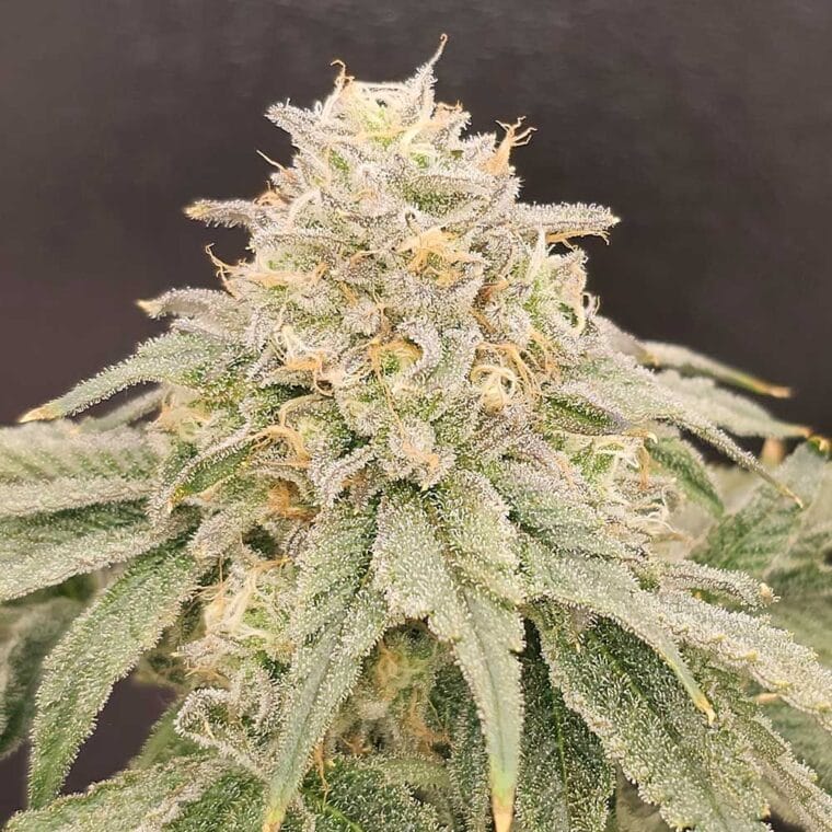 Karma Genetics ZiZi V3.0 cannabis plant image 1