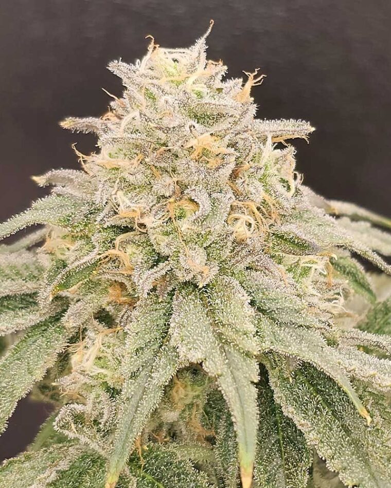 Karma Genetics ZiZi V3.0 cannabis plant image 1