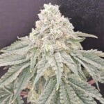 Karma Genetics ZiZi V3.0 cannabis plant image 2