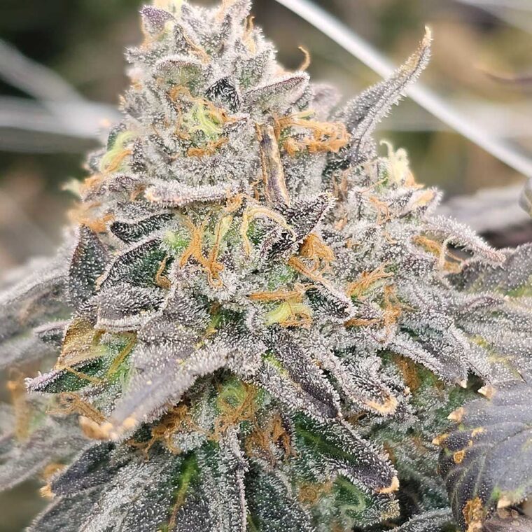 Karma Genetics Zowahh Fresca LTD cannabis plant image 1