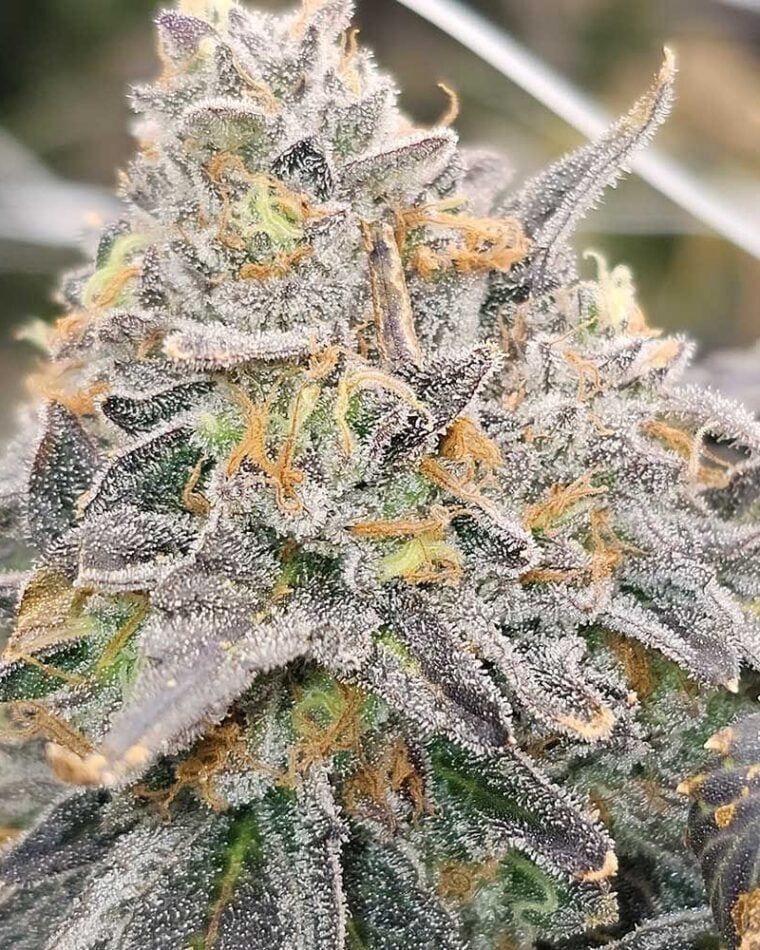 Karma Genetics Zowahh Fresca LTD cannabis plant image 1