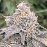 Karma Genetics Zowahh Fresca LTD cannabis plant image 2