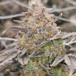 Karma Genetics Zowahh Fresca LTD cannabis plant image 3