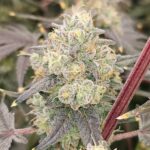Karma Genetics Zowahh Fresca LTD cannabis plant image 4