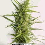 Kera Seeds Northern Light cannabis plant image 1