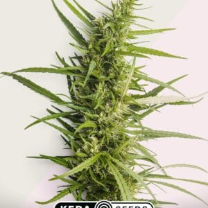 Kera Seeds Northern Light cannabis plant image 1