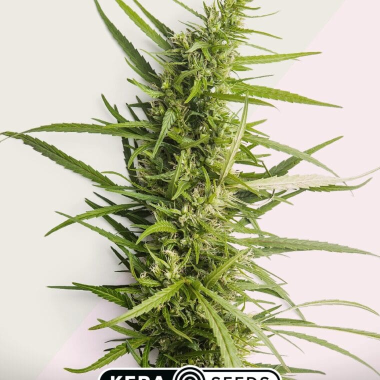 Kera Seeds Northern Light cannabis plant image 1