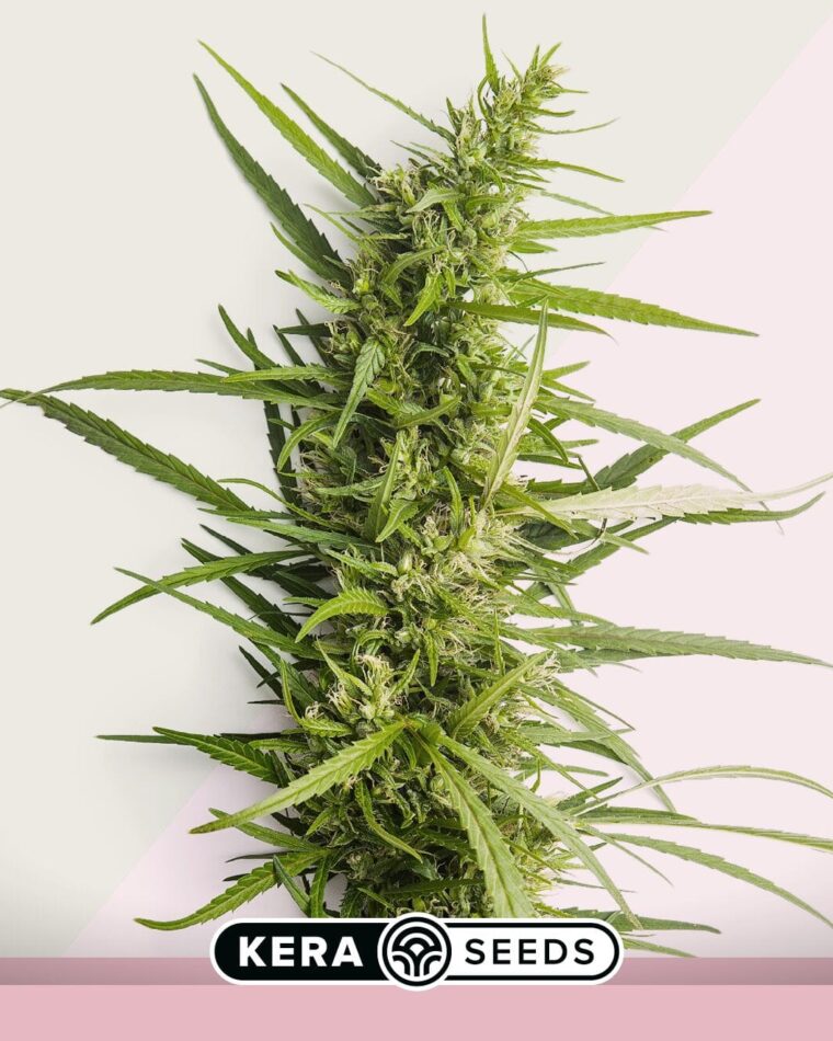 Kera Seeds Northern Light immagine 1 della pianta di cannabis
