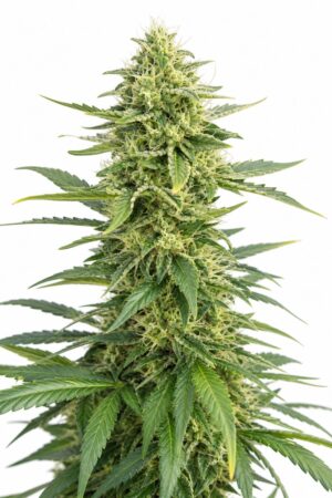 Lemon Diesel